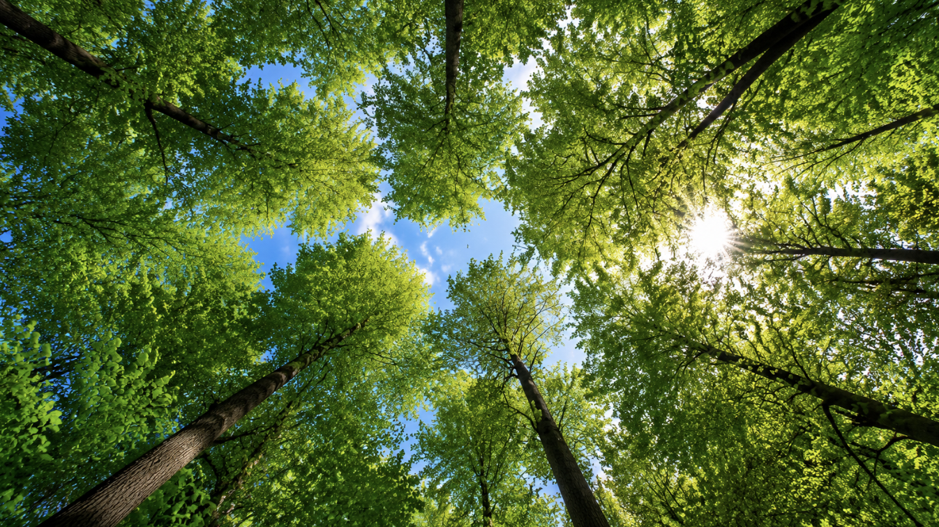 Sunlight shining through a green forest canopy, symbolizing sustainable international growth
